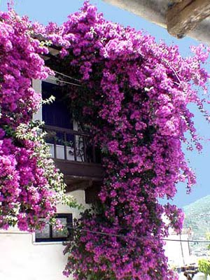 Beautiful Bougainvillea