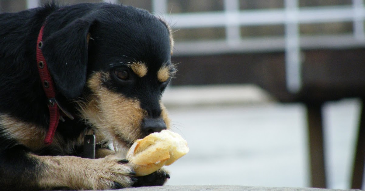 GD/hta a dog eating a sandwich