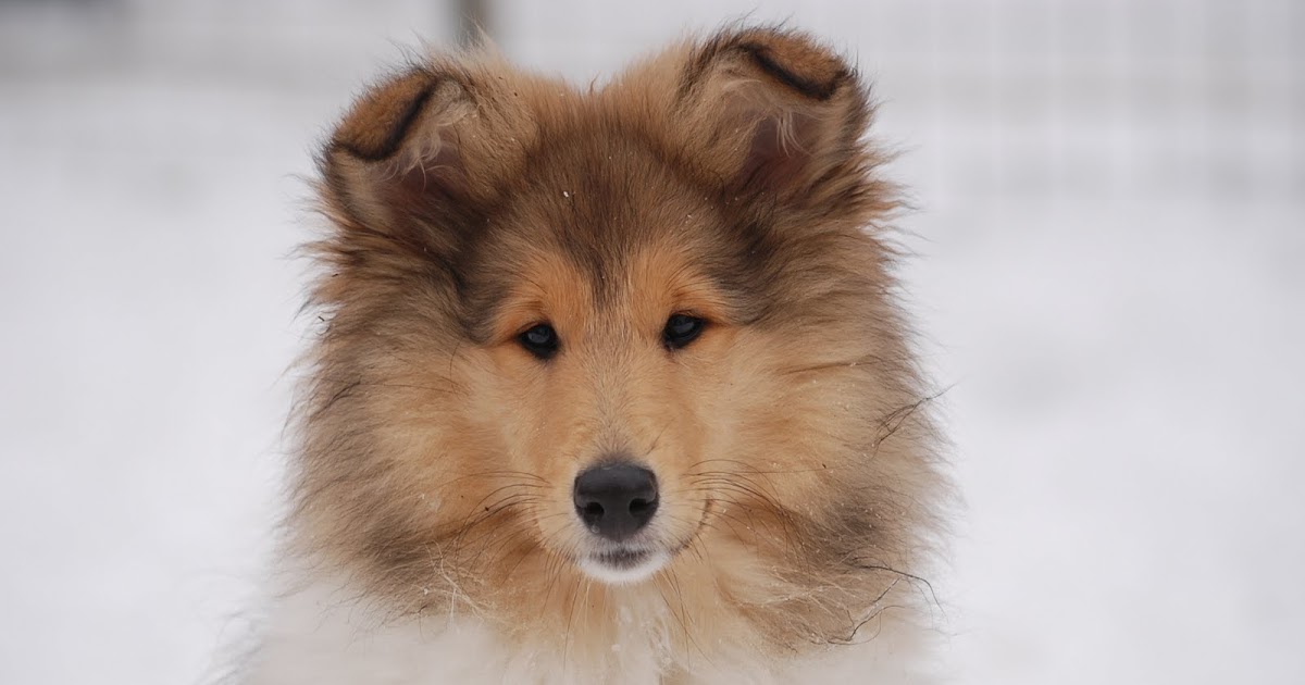 Amyfields kennel uppfödning av långhårig collie! Valpar