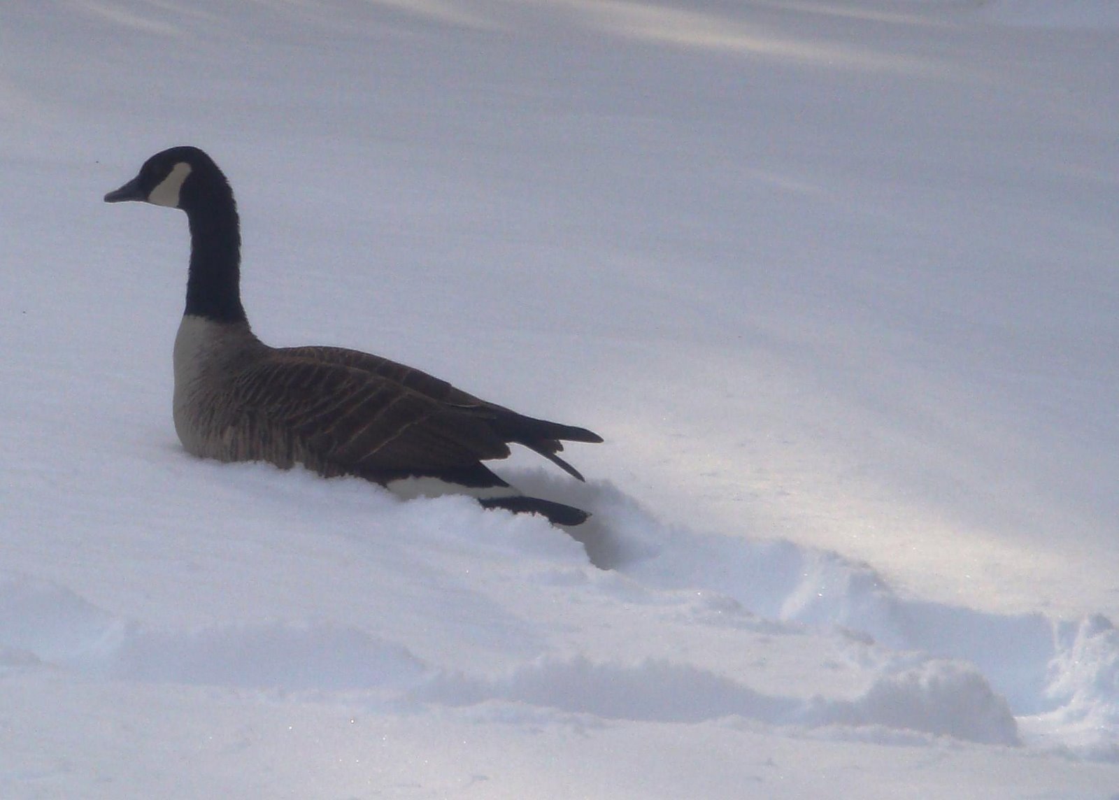[blog_goose_closeup.JPG]
