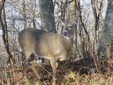 Shenandoah National Park