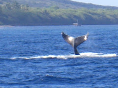 Whale watching in Hawaii