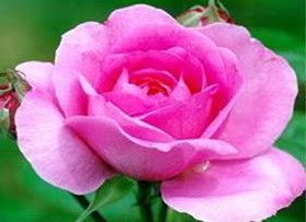 [ROSE-LA-FRANCE.JPG]