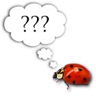 [ladybugquestion.jpg]