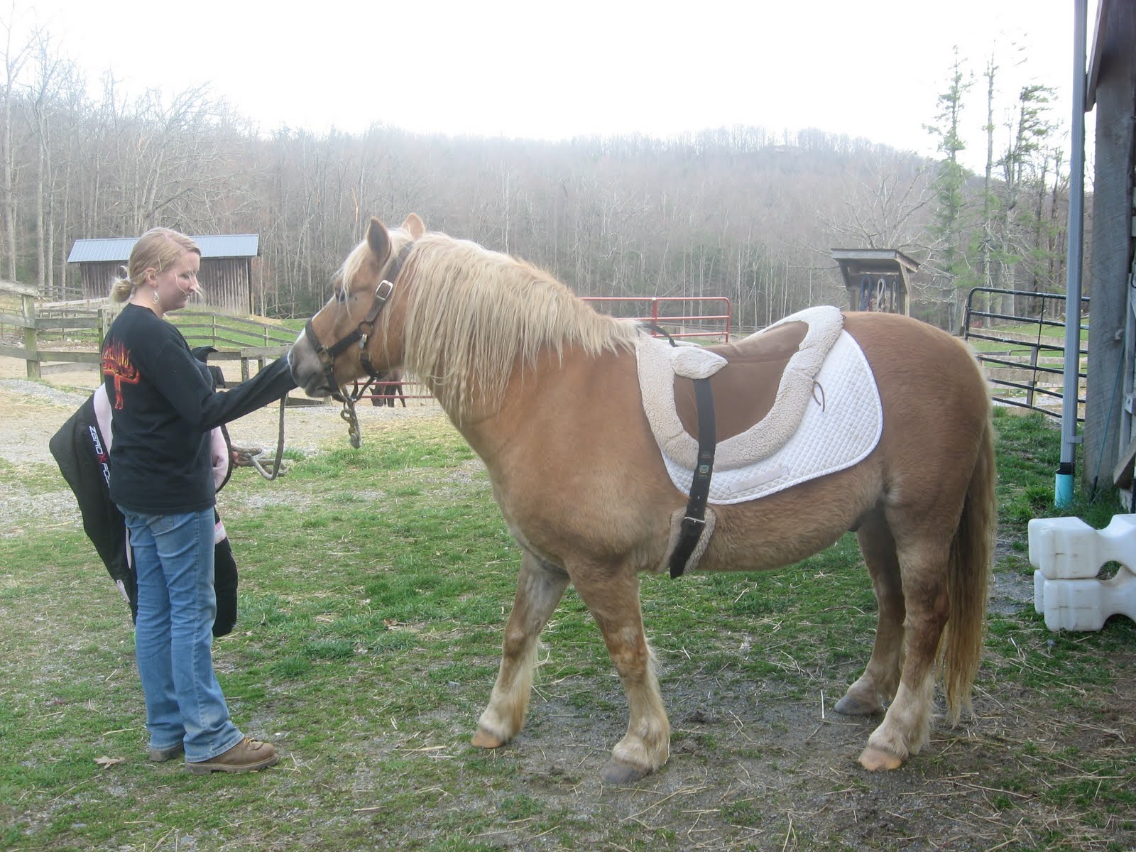Mini Draft Horses