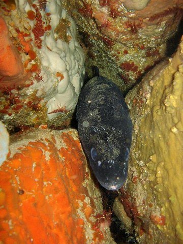 [conger+conger+3.jpg]