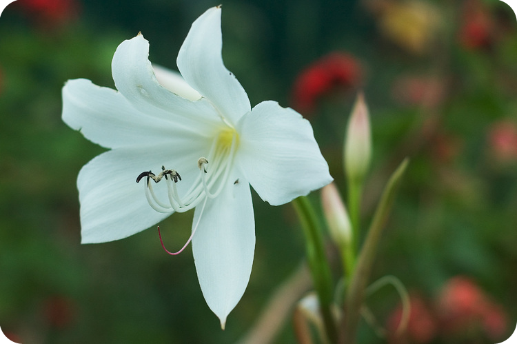 [2005-11-16-white-lily.png]