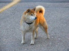 Est-ce que mon chien peut avoir plus de fans que Stephen Harper?