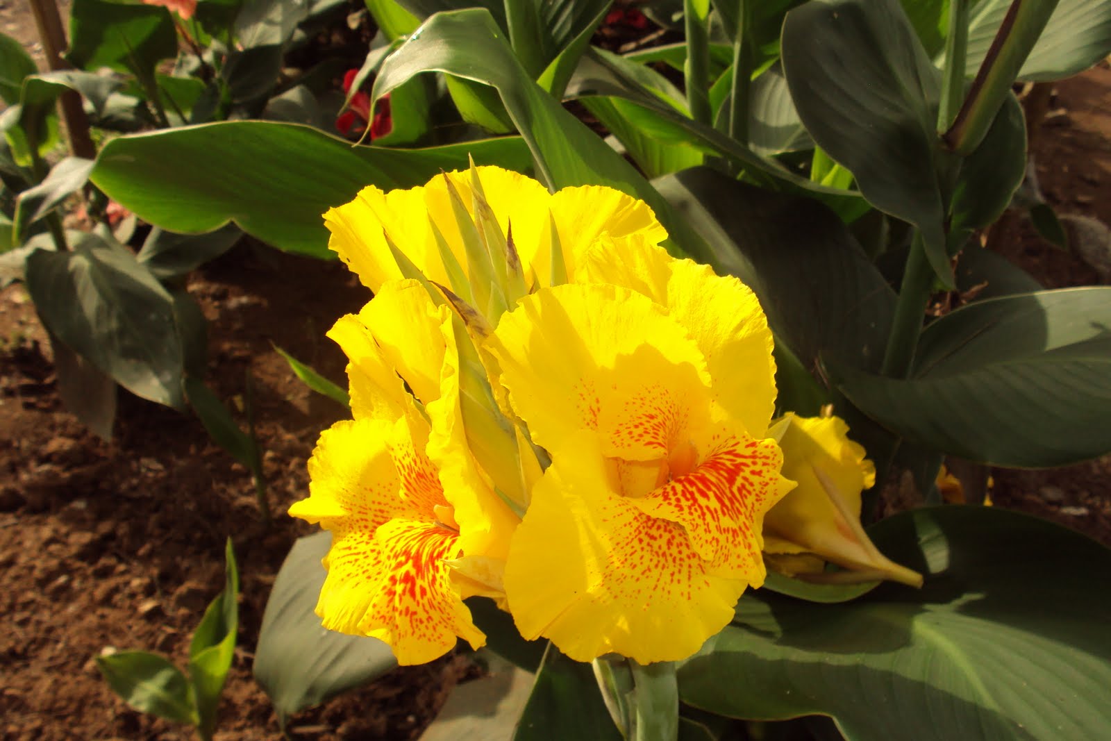 Orchids and other Variety of Flowers Bandera Española