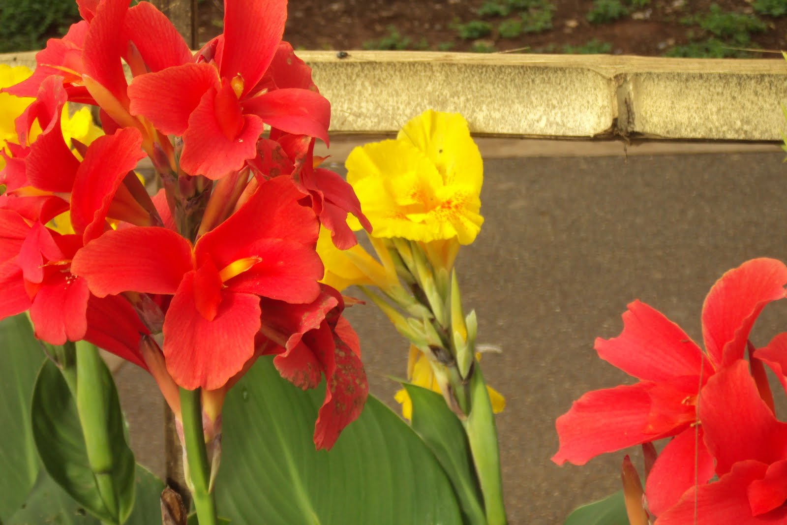 Orchids and other Variety of Flowers Bandera Española 2