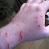 Aggressive Behavior in a Cat