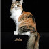 Cat Coats Tortie Torbie and White
