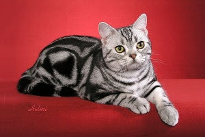 silver striped cats