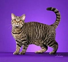 brown-mackerel-tabby-cat