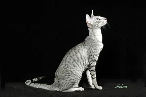 silver mackerel tabby cat