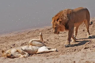 Lions mating