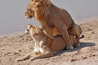 Lions mating