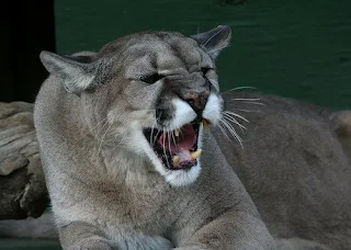 Puma cat hissing