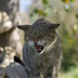 Cat Hiss