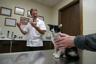 cat at veterinarian surgery