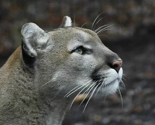 cougar