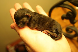Newborn+kitten+poop
