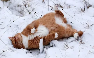 cat in the snow