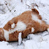 Alaskan Snow cat