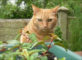 house plant poisonous to a cat