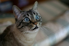 gray tabby cat