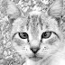 Cross-eyed cat