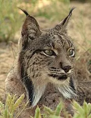 Iberian Lynx cat