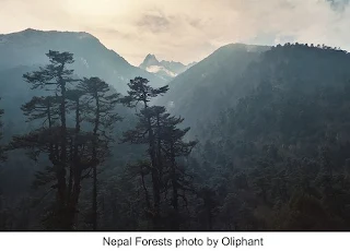 Nepal forests