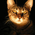 Cats Have Emotions