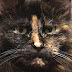 Tortoiseshell Cats