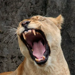lions teeth and head