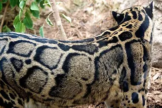 Clouded leopard coat showing spots