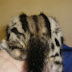 Embossed Bengal Pattern