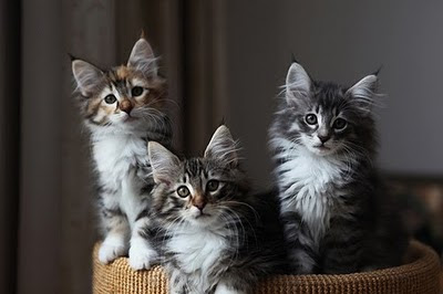 Norwegian Forest Cat: Titran's Gabrielle d'Estrée Norwegian Forest Cat