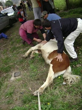 CASTRAMOS UN CABALLO PETISO