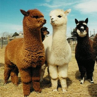 Alpacas.jpg