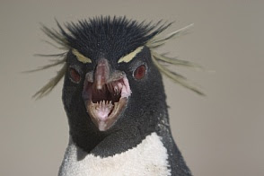 Scary Penguin