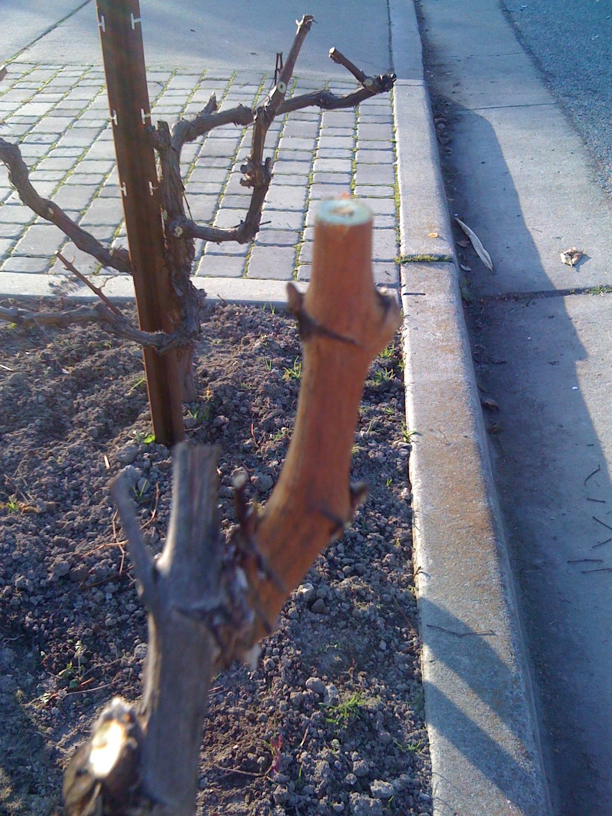 [IMG_1238.JPG]