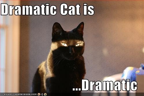 Drama Cat