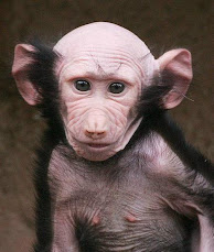 Bald monkey