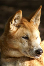 Dingo