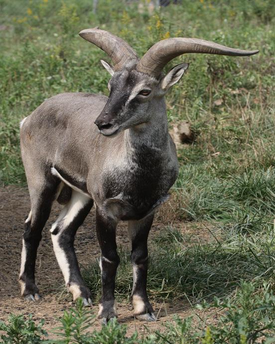 Animals-Wallpapers: Dwarf Blue Sheep