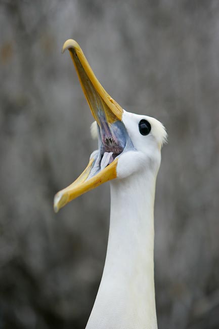 கடற் பறவை  Waved+albatross