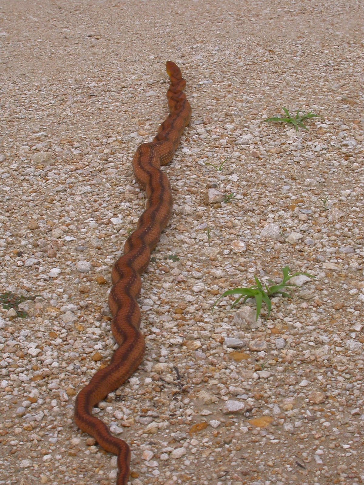 Jungle Pete's Earthbound Small Bites The Yellow Rat Snake