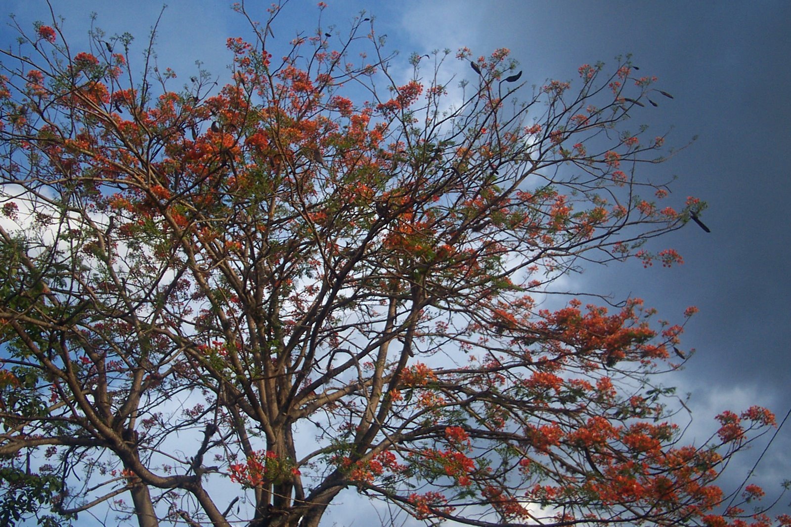 [faveTree.JPG]